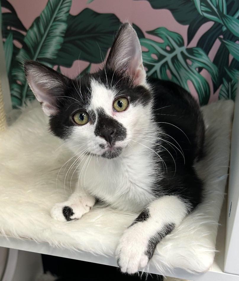 Enlarge Spade, an adopted Domestic Short Hair in Cortland, OH image 1/4