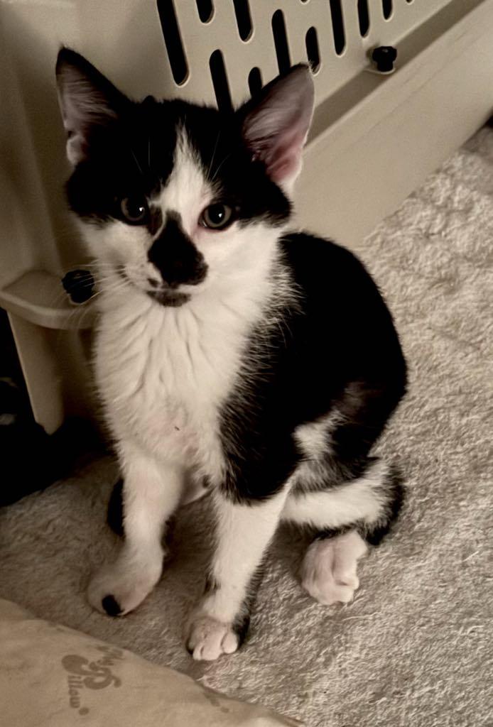 Spade, a Adoptable Domestic Short Hair in Cortland, OH image 3/3