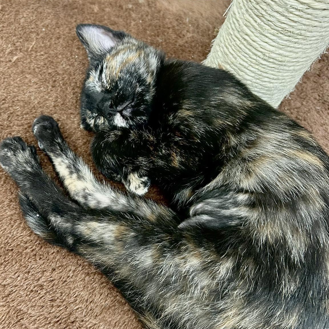 TOFFEE, a Adoptable Domestic Short Hair in Santa Monica, CA image 4/4