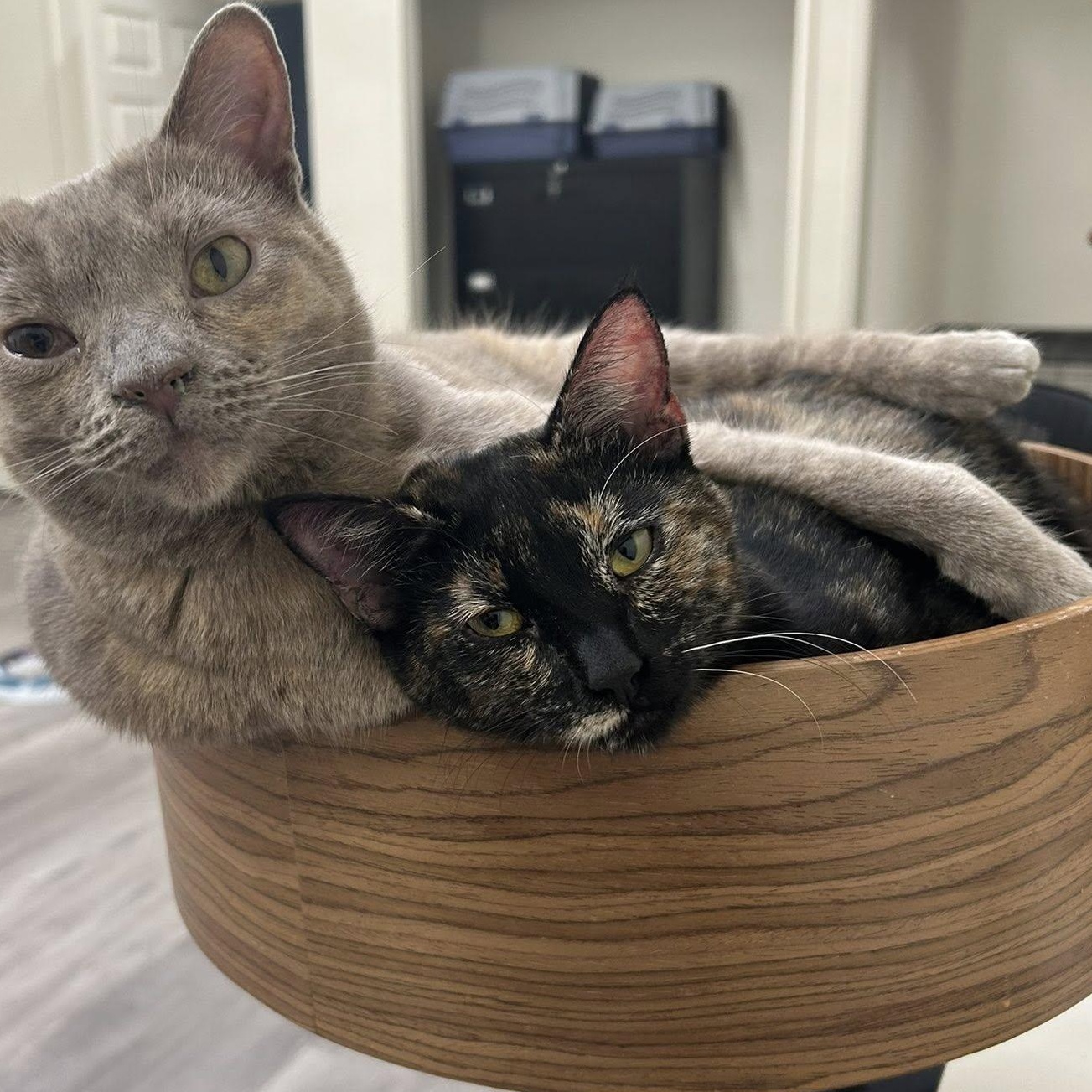 TOFFEE, a Adoptable Domestic Short Hair in Santa Monica, CA image 1/4