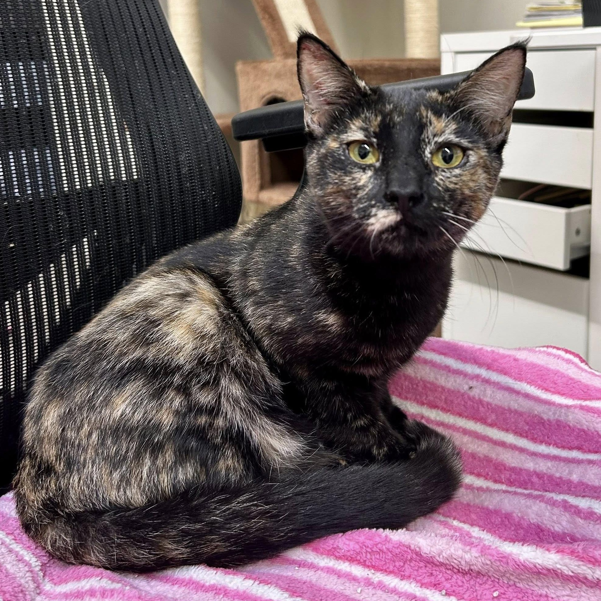 TOFFEE, a Adoptable Domestic Short Hair in Santa Monica, CA image 2/4