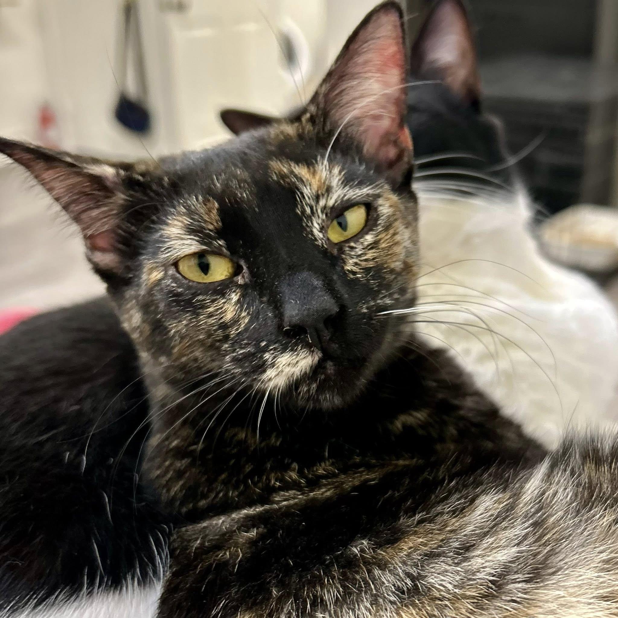 TOFFEE, Adoptable, Kitten Female Domestic Short Hair.