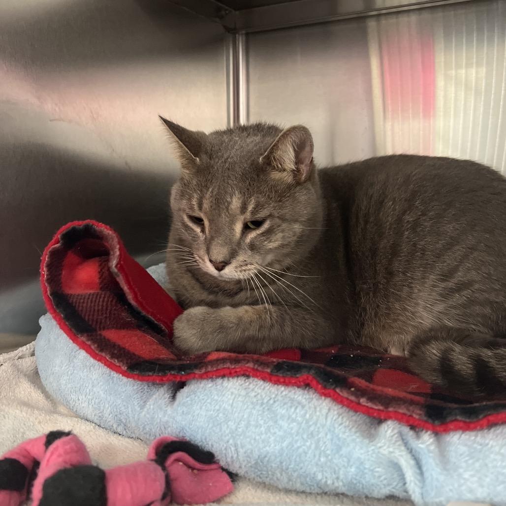 Spotty, Adoptable, Adult Male Domestic Short Hair.