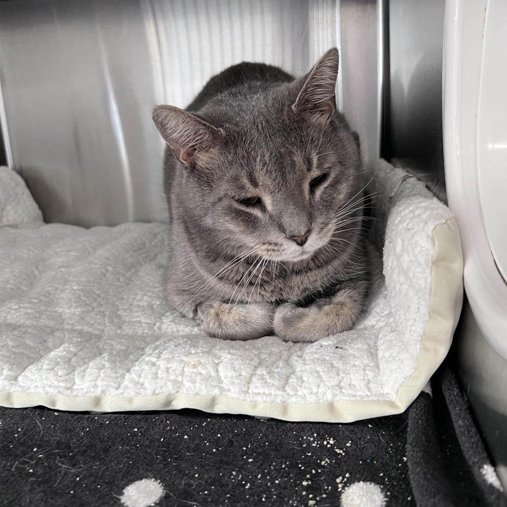 Enlarge Spotty, a Adoptable Domestic Short Hair in Sarasota, FL image 3/3