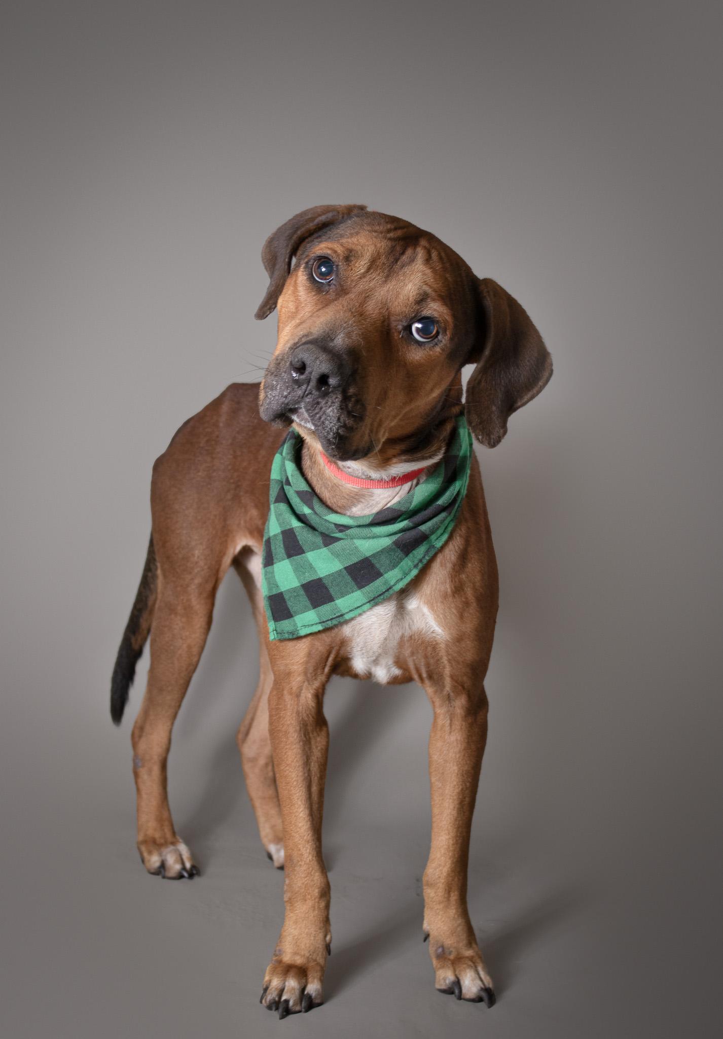 Cornell, a Adoptable Mixed Breed in Plaquemine, LA image 1/3