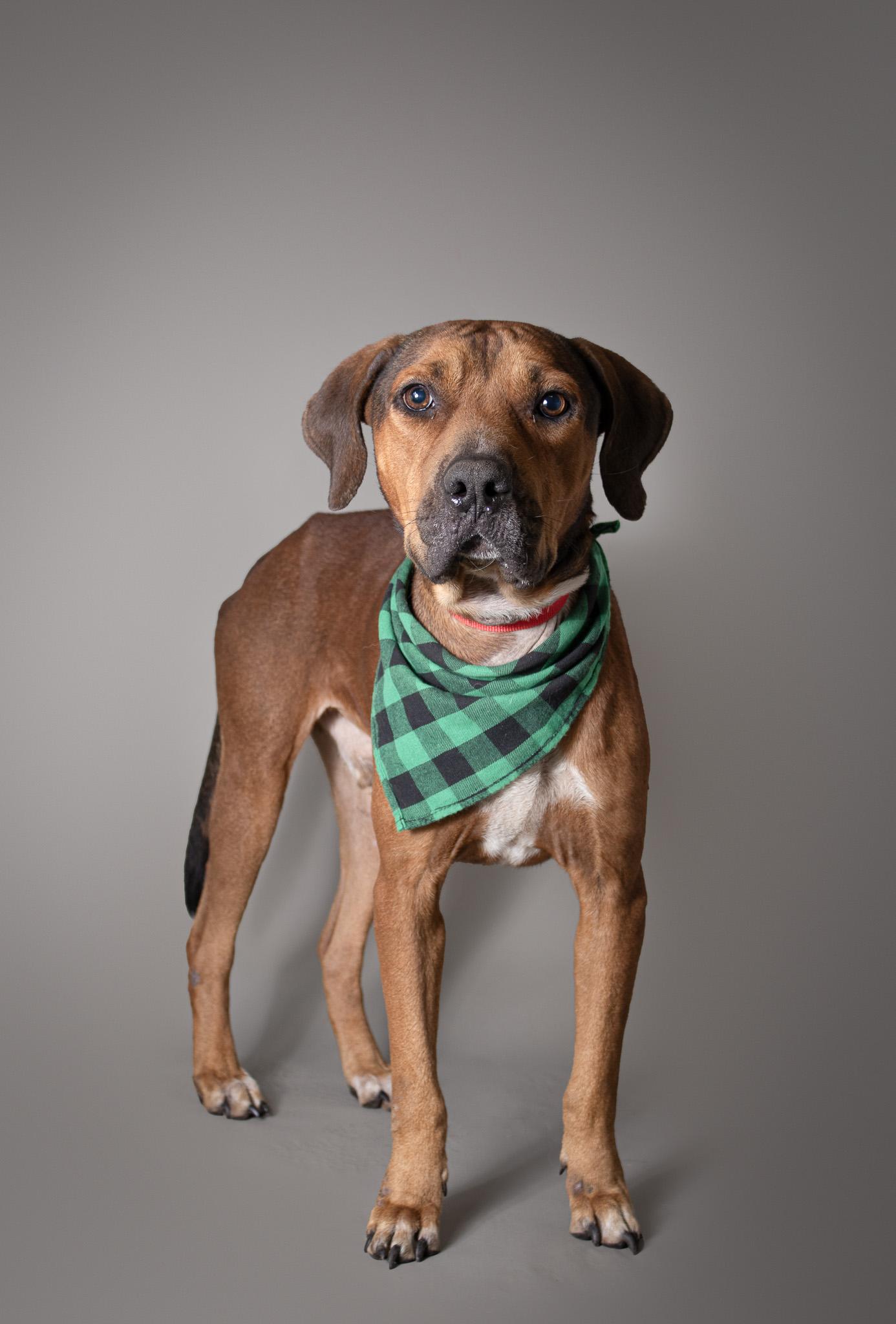 Cornell, a Adoptable Mixed Breed in Plaquemine, LA image 2/3