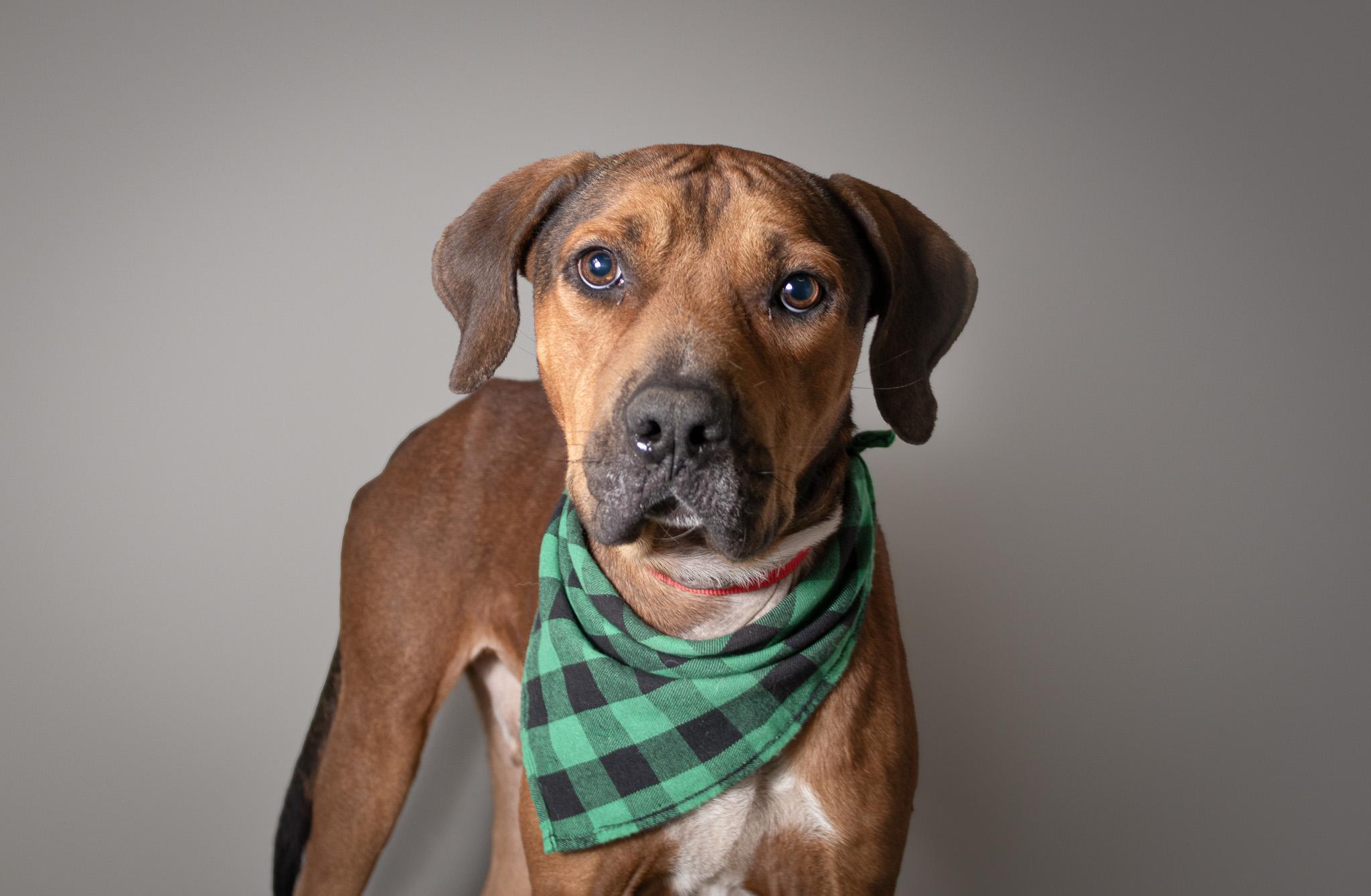 Cornell, a Adoptable Mixed Breed in Plaquemine, LA image 3/3