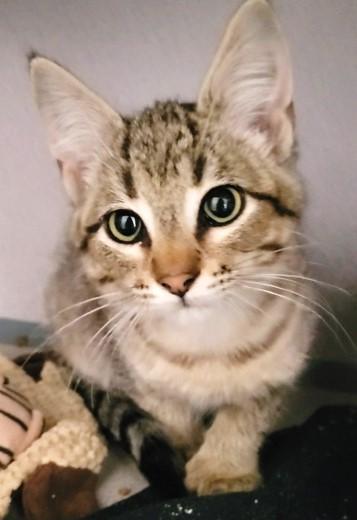 Enlarge Mic, a Adoptable mixed breed in Waupaca, WI image 1/1