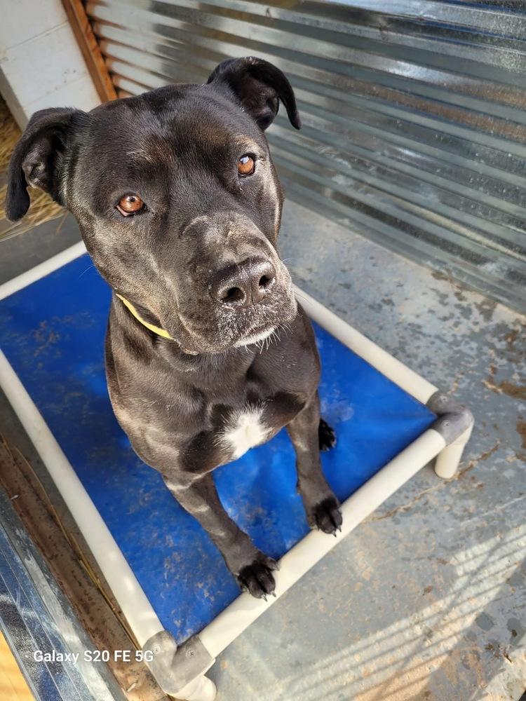 Goliath, a Adoptable Pit Bull Terrier in Mountainair, NM image 1/5