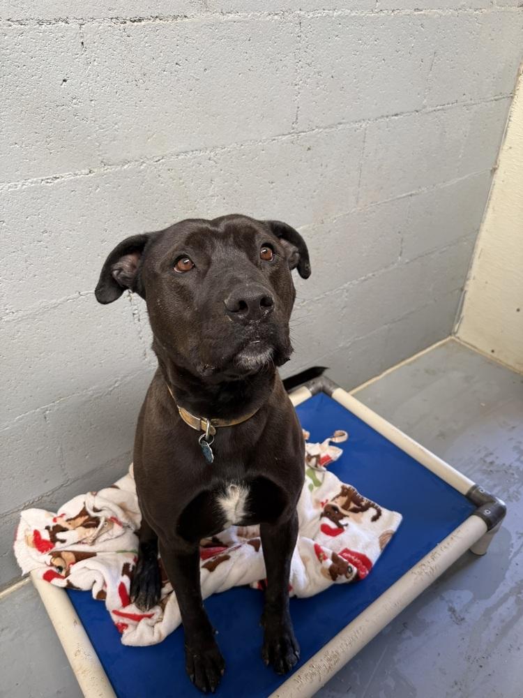 Goliath, a Adoptable Pit Bull Terrier in Mountainair, NM image 2/5