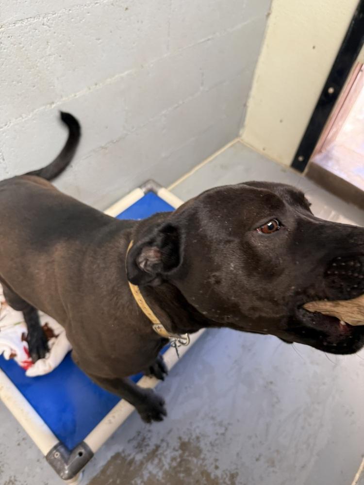 Goliath, a Adoptable Pit Bull Terrier in Mountainair, NM image 3/5