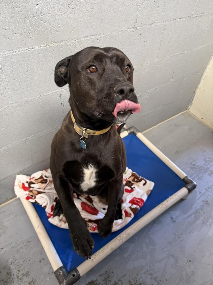 Goliath, a Adoptable Pit Bull Terrier in Mountainair, NM image 4/5