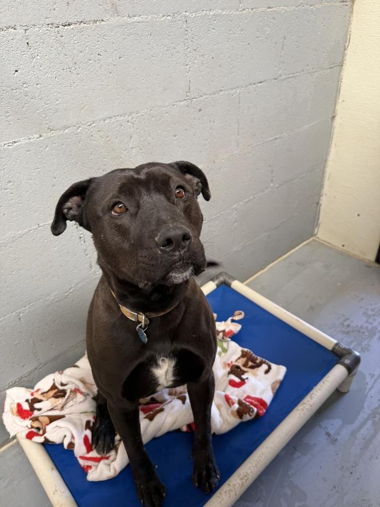 Goliath, a Adoptable Pit Bull Terrier in Mountainair, NM image 5/5