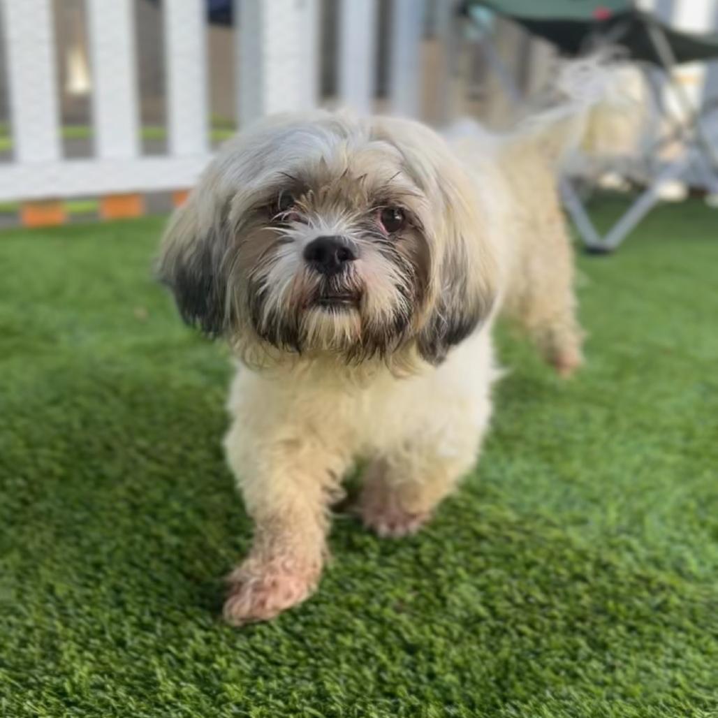 Enlarge Merrick A5799776, a Adoptable Lhasa Apso in Mission Hills, CA image 1/4
