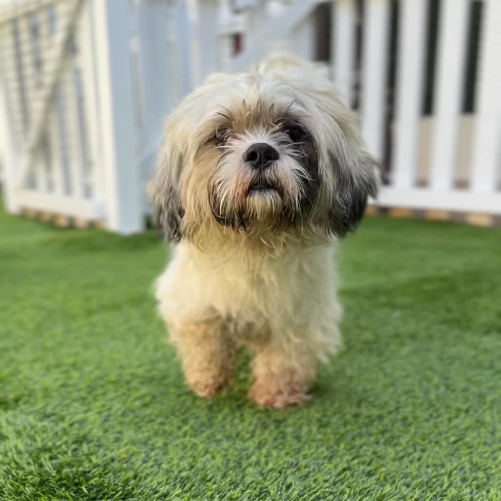 Enlarge Merrick A5799776, a Adoptable Lhasa Apso in Mission Hills, CA image 2/4