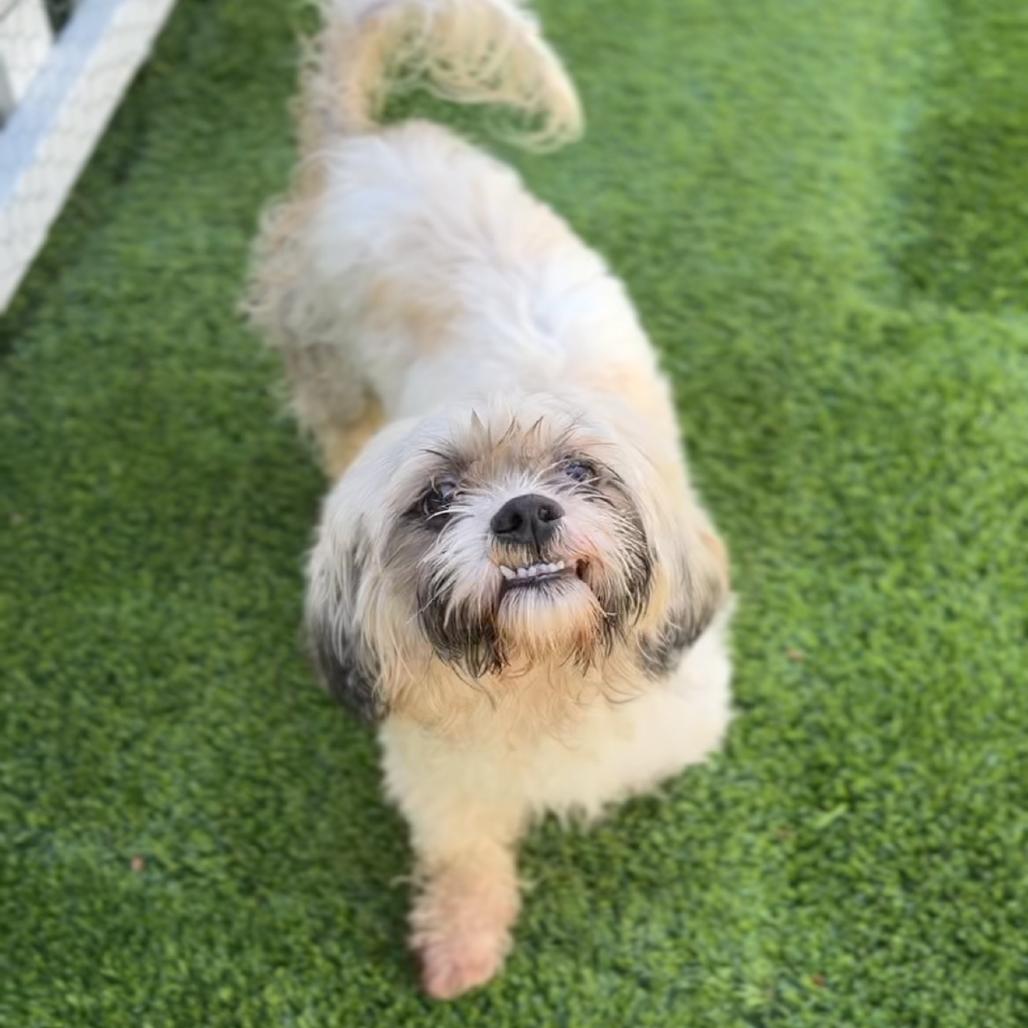 Enlarge Merrick A5799776, a Adoptable Lhasa Apso in Mission Hills, CA image 3/4