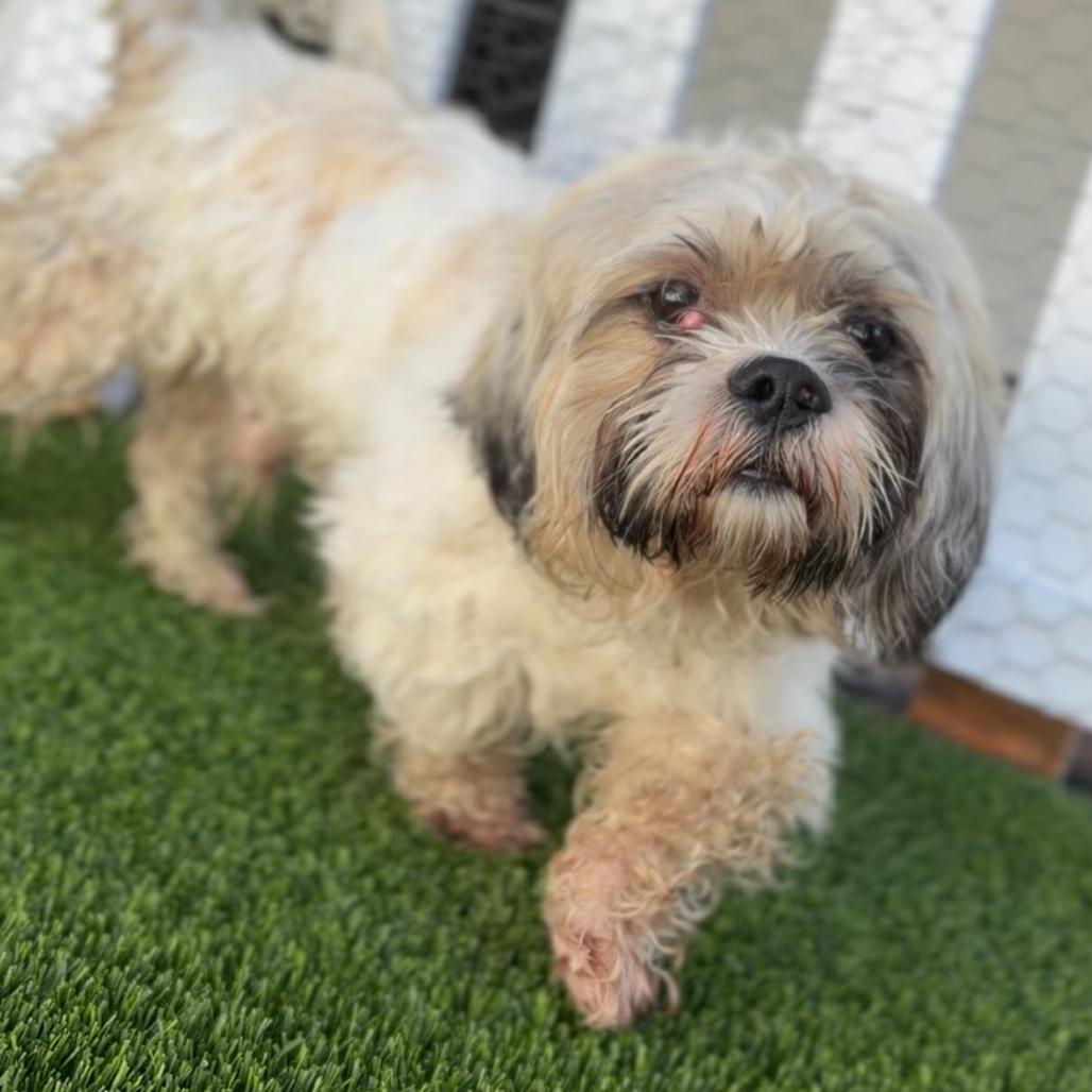Enlarge Merrick A5799776, a Adoptable Lhasa Apso in Mission Hills, CA image 4/4