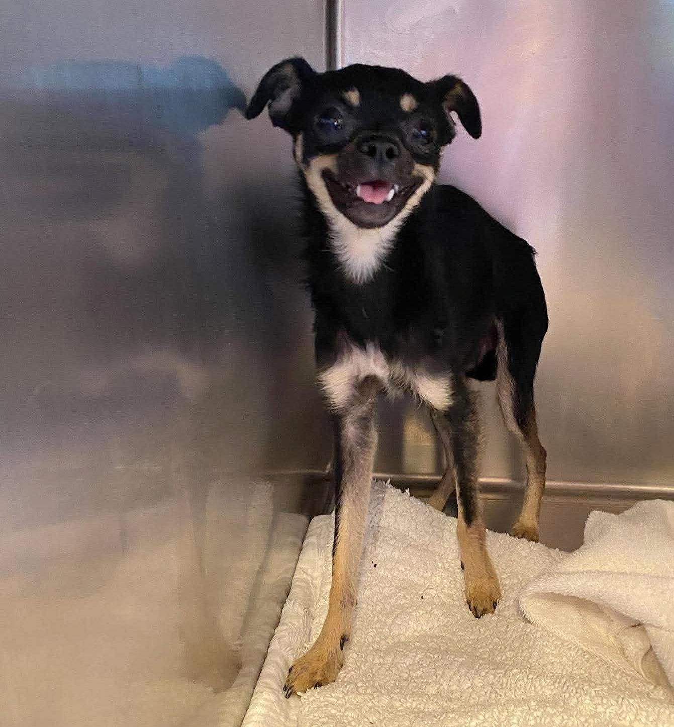 Enlarge Stilts (STRAY - NOT YET AVAILABLE), a Adoptable mixed breed in Benton, LA image 1/1