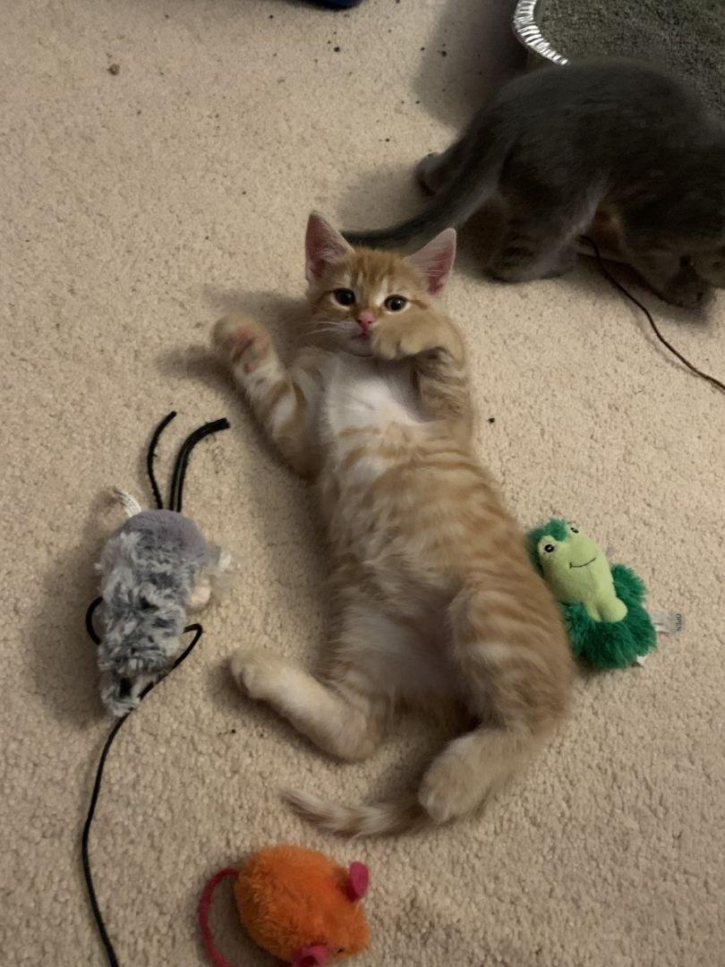 Castle - Castle Litter, Adopted, Kitten Male Domestic Short Hair.