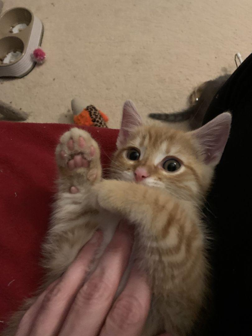 Enlarge Castle - Castle Litter, a Adopted Domestic Short Hair in Reston, VA image 2/3