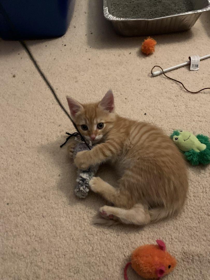 Enlarge Castle - Castle Litter, a Adopted Domestic Short Hair in Reston, VA image 3/3