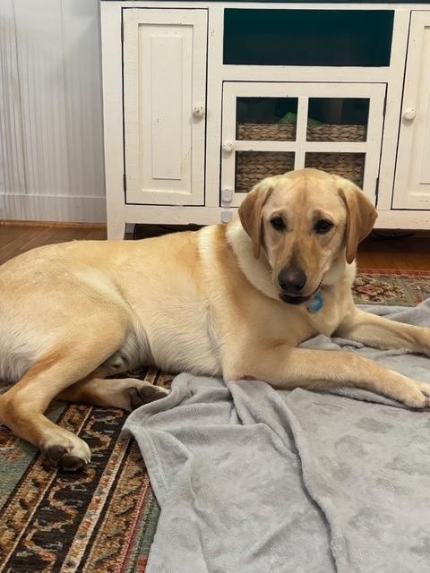 Carson, a Adoptable Labrador Retriever in Mocksville, NC image 1/3