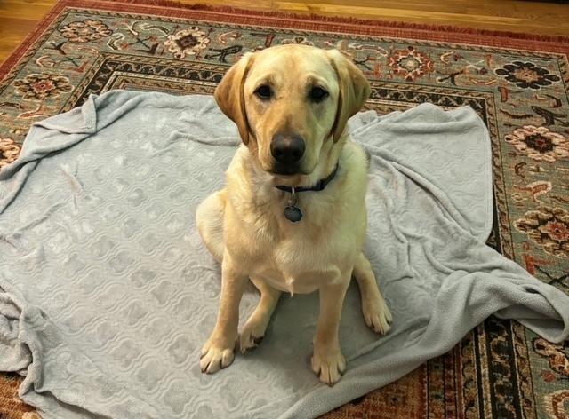 Carson, a Adoptable Labrador Retriever in Mocksville, NC image 2/3