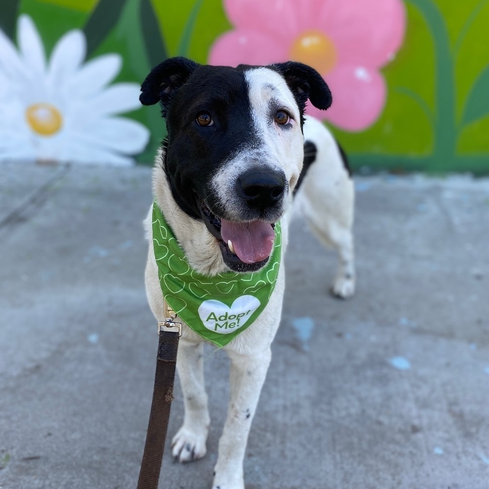 STYMIE, Adoptable, Adult Male Shepherd & Husky.