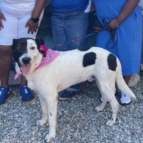 STYMIE, a Adoptable mixed breed in Pasadena, CA image 2/10