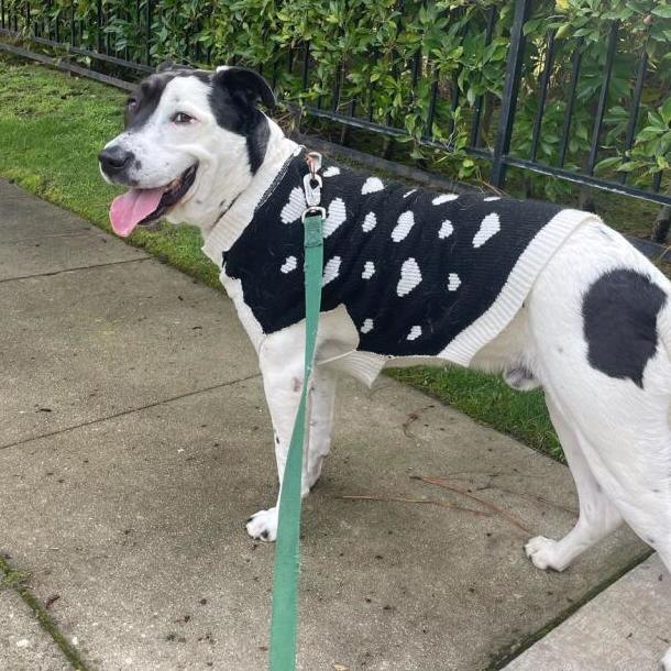 STYMIE, a Adoptable mixed breed in Pasadena, CA image 3/10