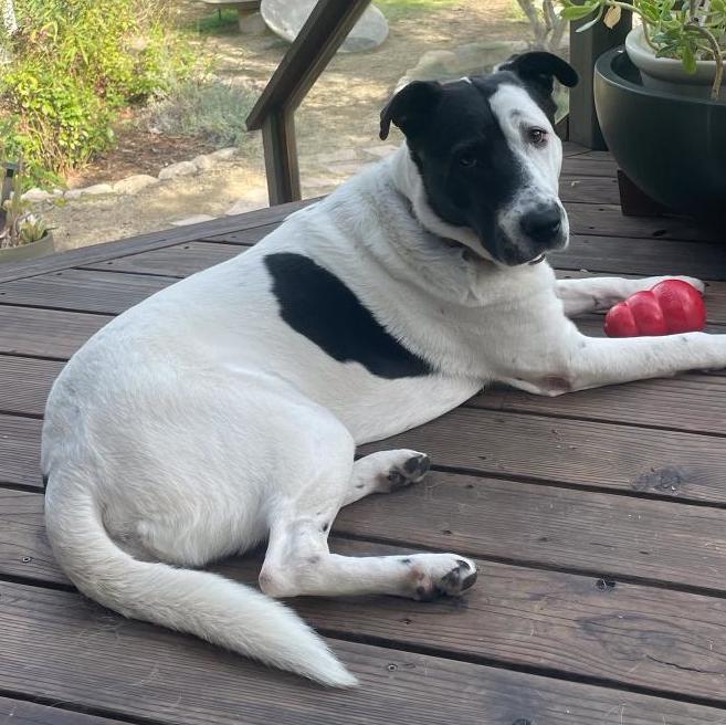 STYMIE, a Adoptable mixed breed in Pasadena, CA image 5/10