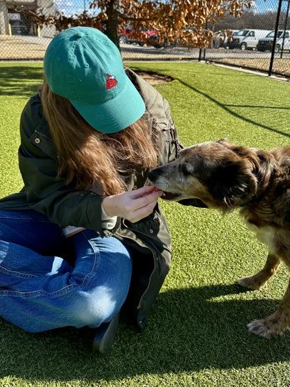 Camey, Adoptable, Senior Female Shepherd & Mixed Breed.