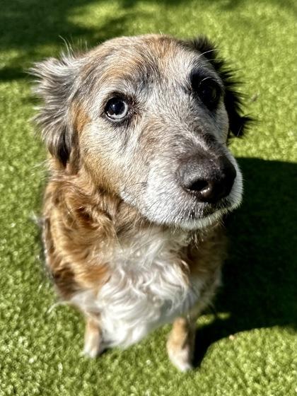 Enlarge Camey, a Adoptable mixed breed in Wichita, KS image 3/3