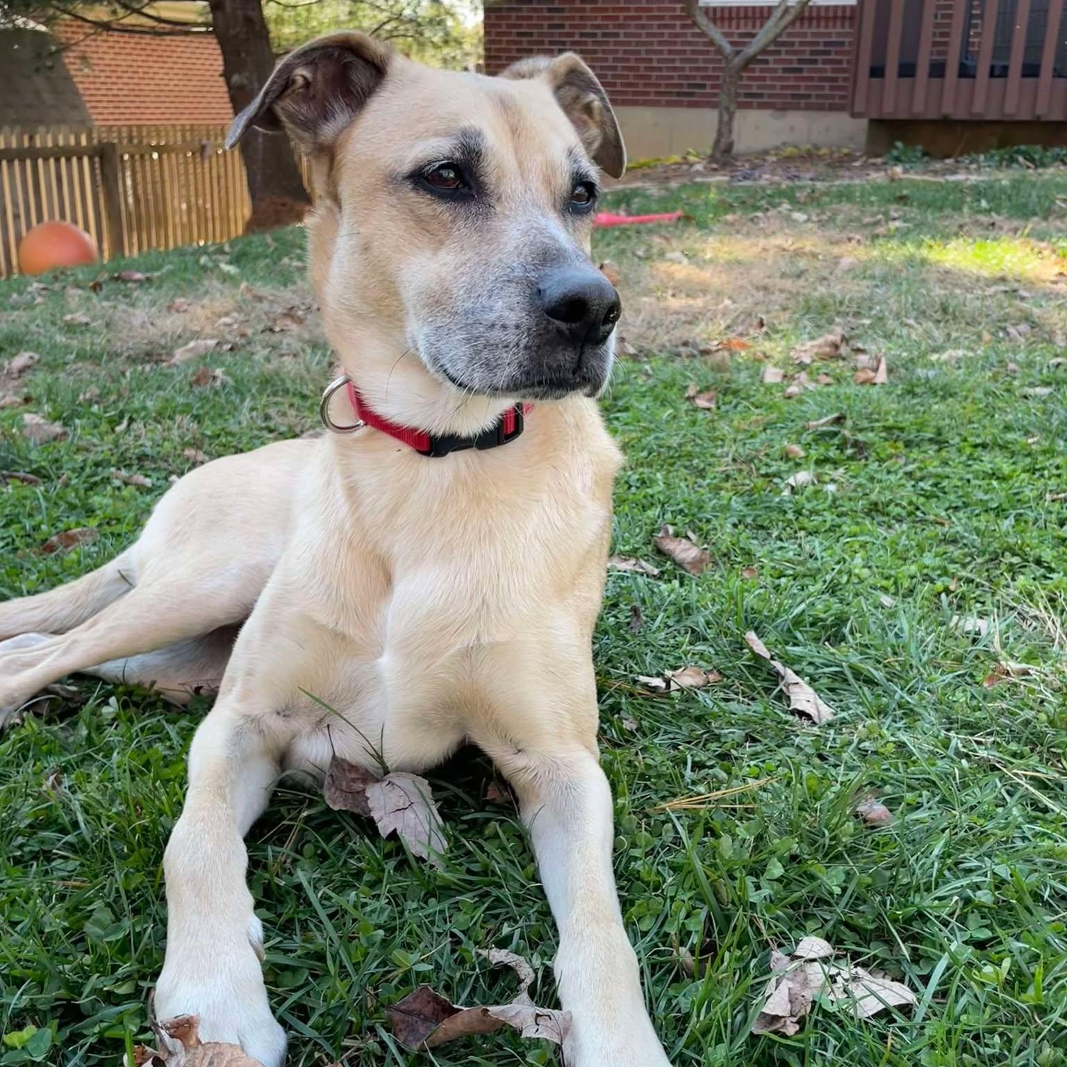 Sadie, Adoptable, Adult Female Greyhound & Boxer.