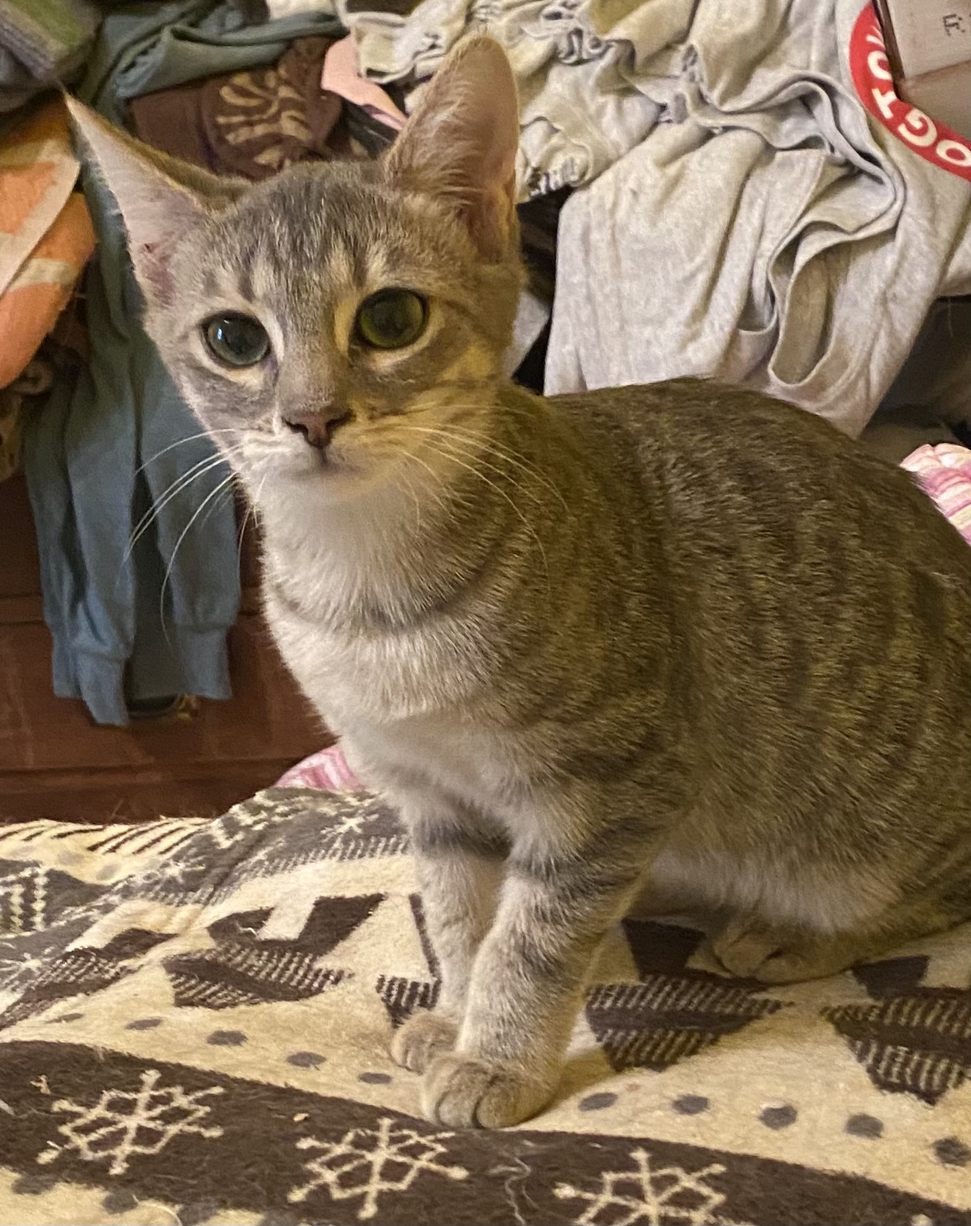 Enlarge Nova, a Adoptable mixed breed in Cumming, GA image 1/4