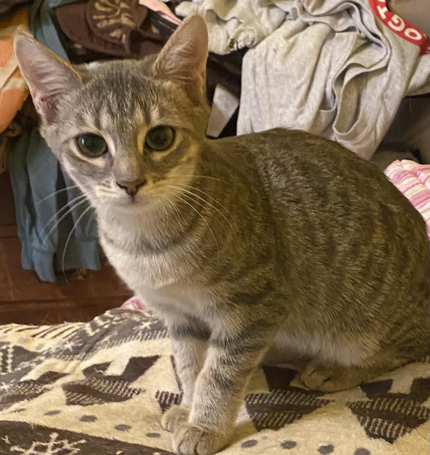 Enlarge Nova, a Adoptable mixed breed in Cumming, GA image 2/4