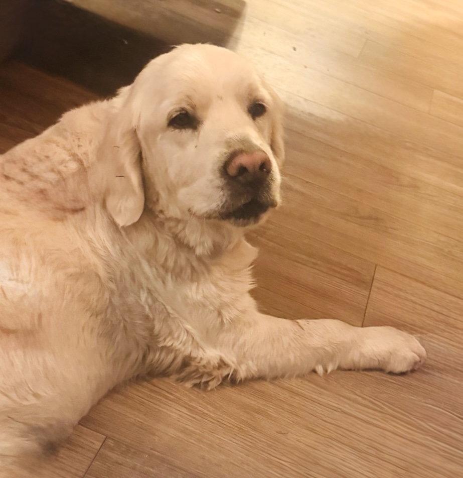 Enlarge Duke, a Adoptable Golden Retriever in Denton, TX image 1/3