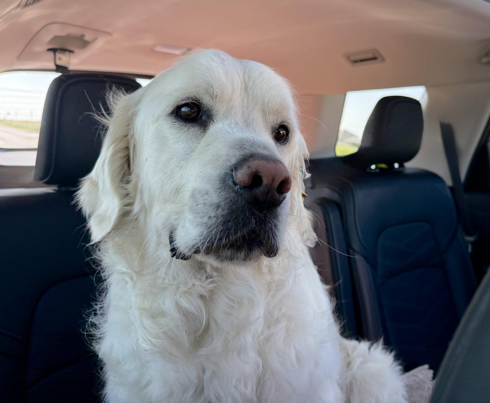 Enlarge Duke, a Adoptable Golden Retriever in Denton, TX image 2/3