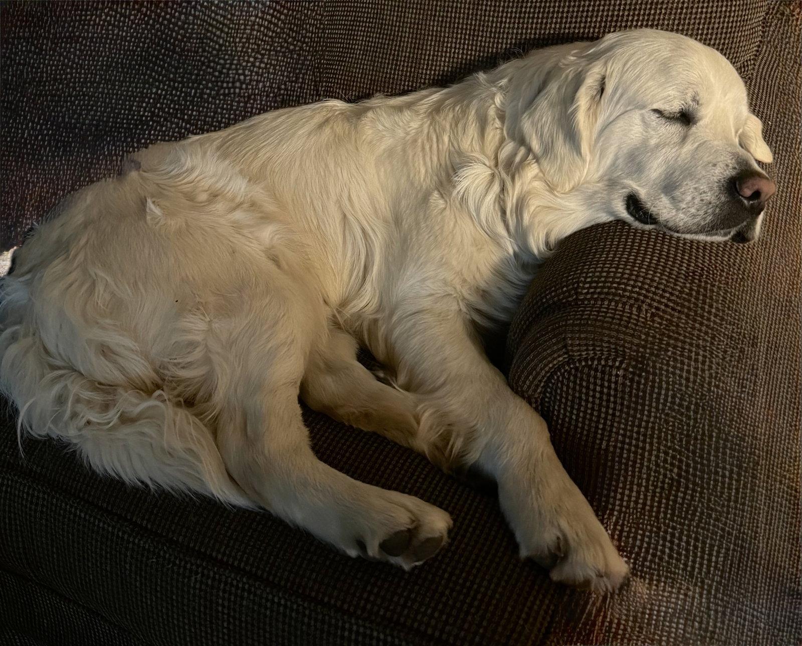 Enlarge Duke, a Adoptable Golden Retriever in Denton, TX image 3/3