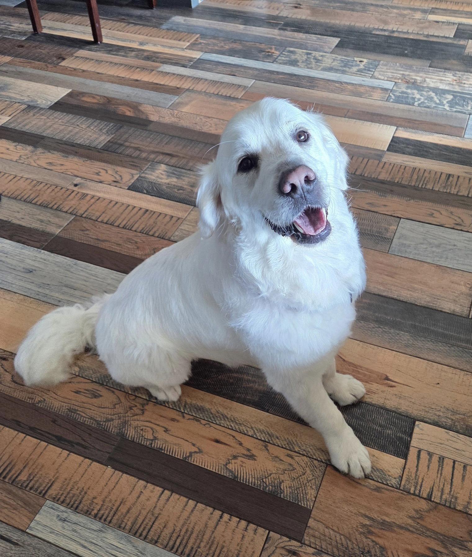 Duke, a Adoptable Golden Retriever in Denton, TX image 3/3