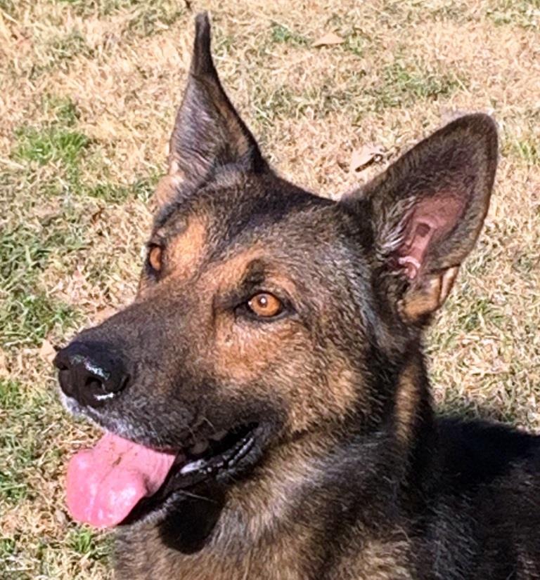 BARON, adoptable, Young Male German Shepherd Dog.