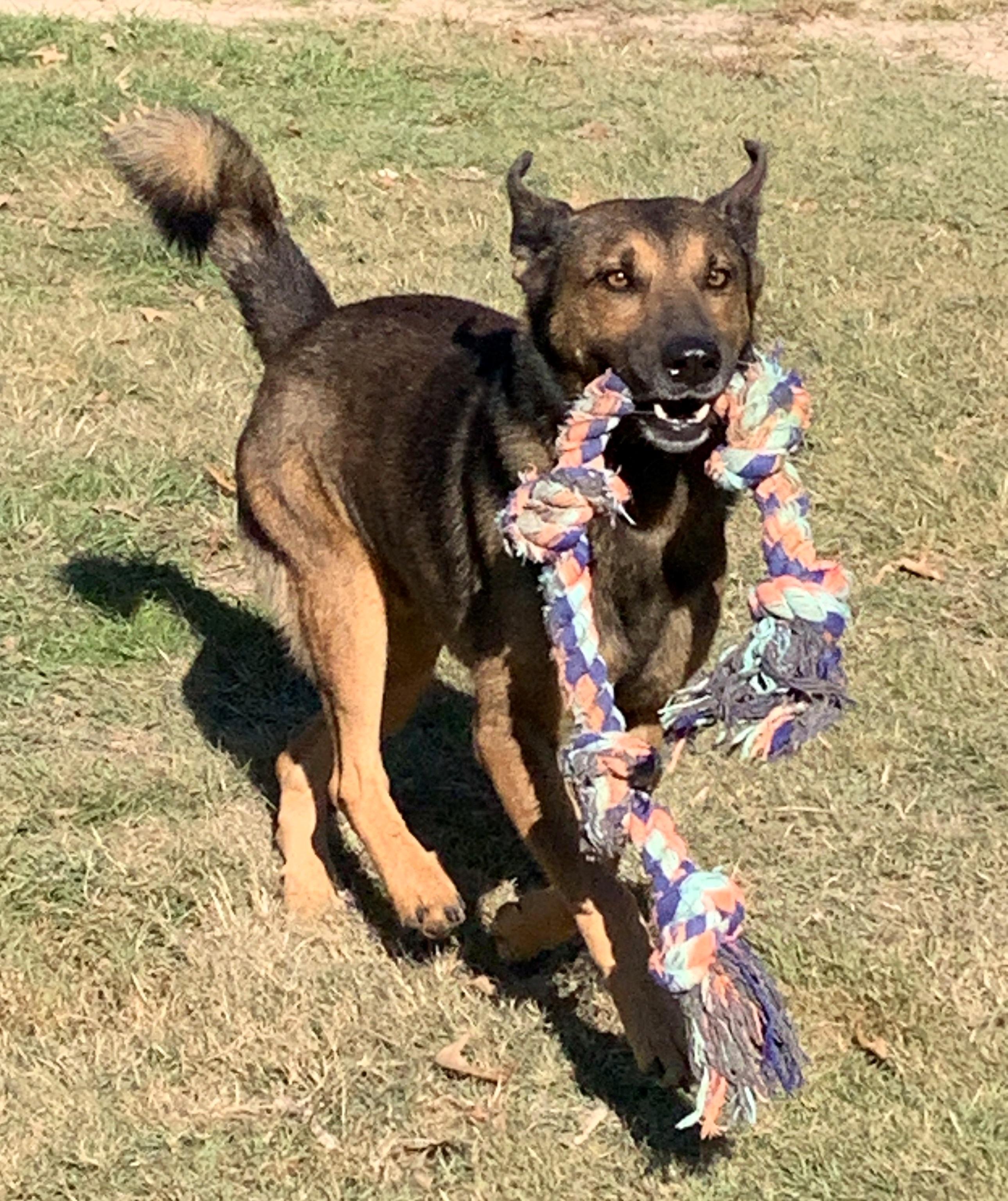 Enlarge BARON, an adoptable mixed breed in Carrollton, TX image 4/5