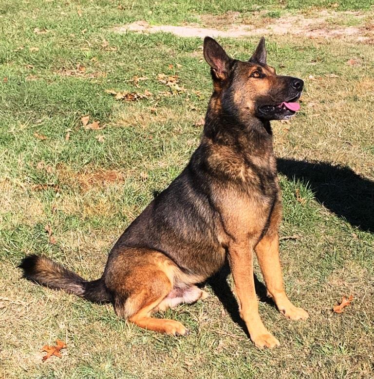 Enlarge BARON, an adoptable mixed breed in Carrollton, TX image 3/5