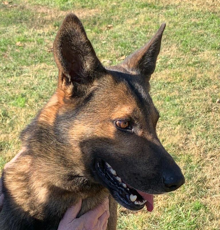 Enlarge BARON, an adoptable mixed breed in Carrollton, TX image 5/5