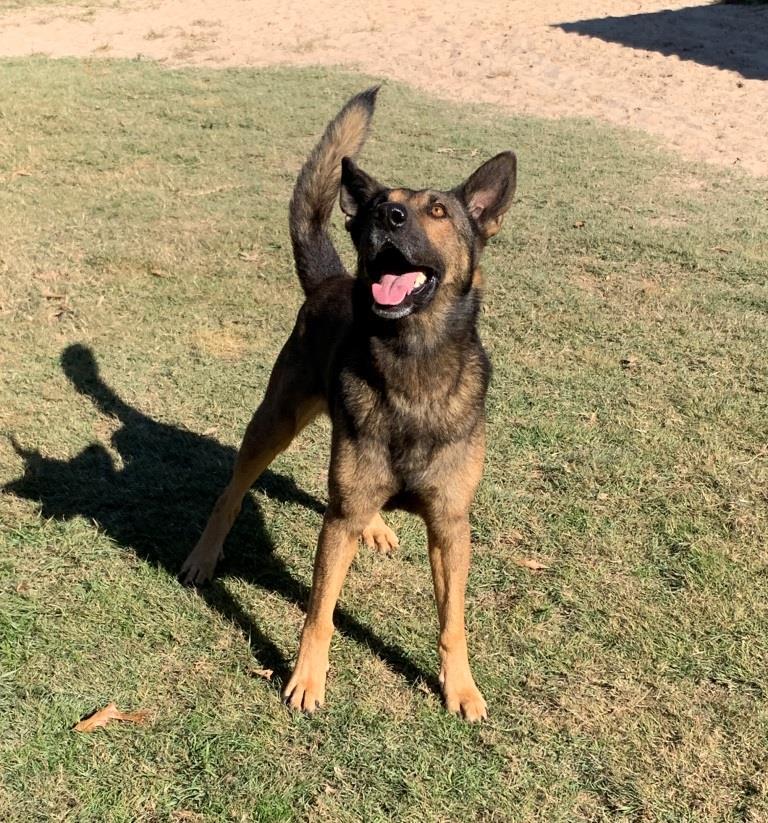 Enlarge BARON, an adoptable mixed breed in Carrollton, TX image 2/5