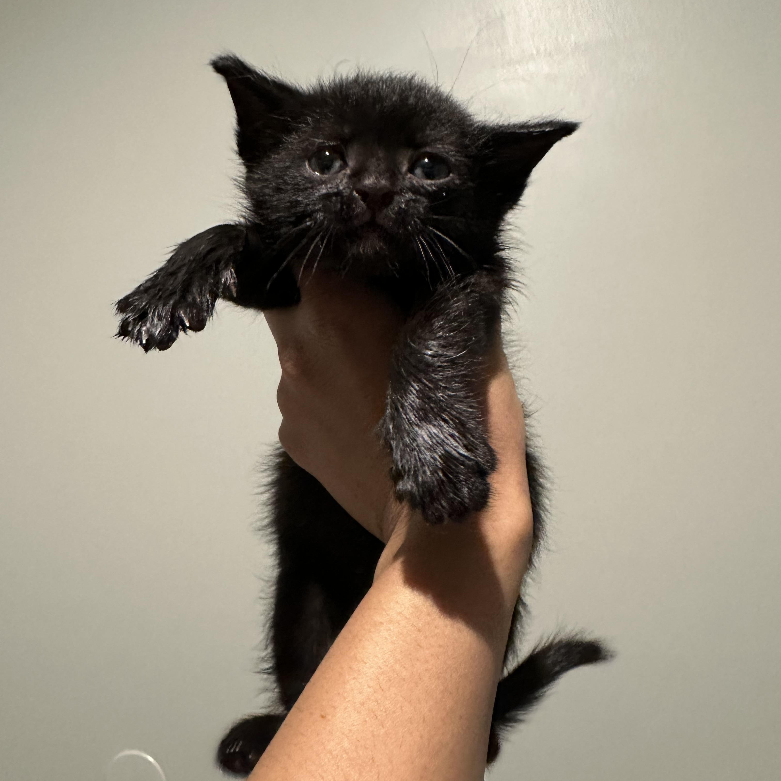 Raisin [Enzo], adopted, Kitten Male American Shorthair.