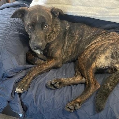 Enlarge Sadie, an adopted mixed breed in Aspen, CO image 1/2