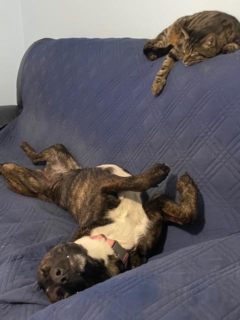 Enlarge Sadie, an adopted mixed breed in Aspen, CO image 2/2