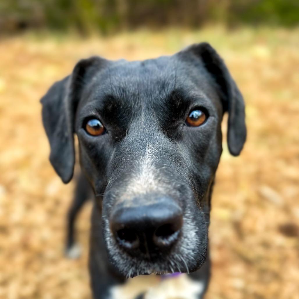 Adela, Adoptable, Young Female Mixed Breed.