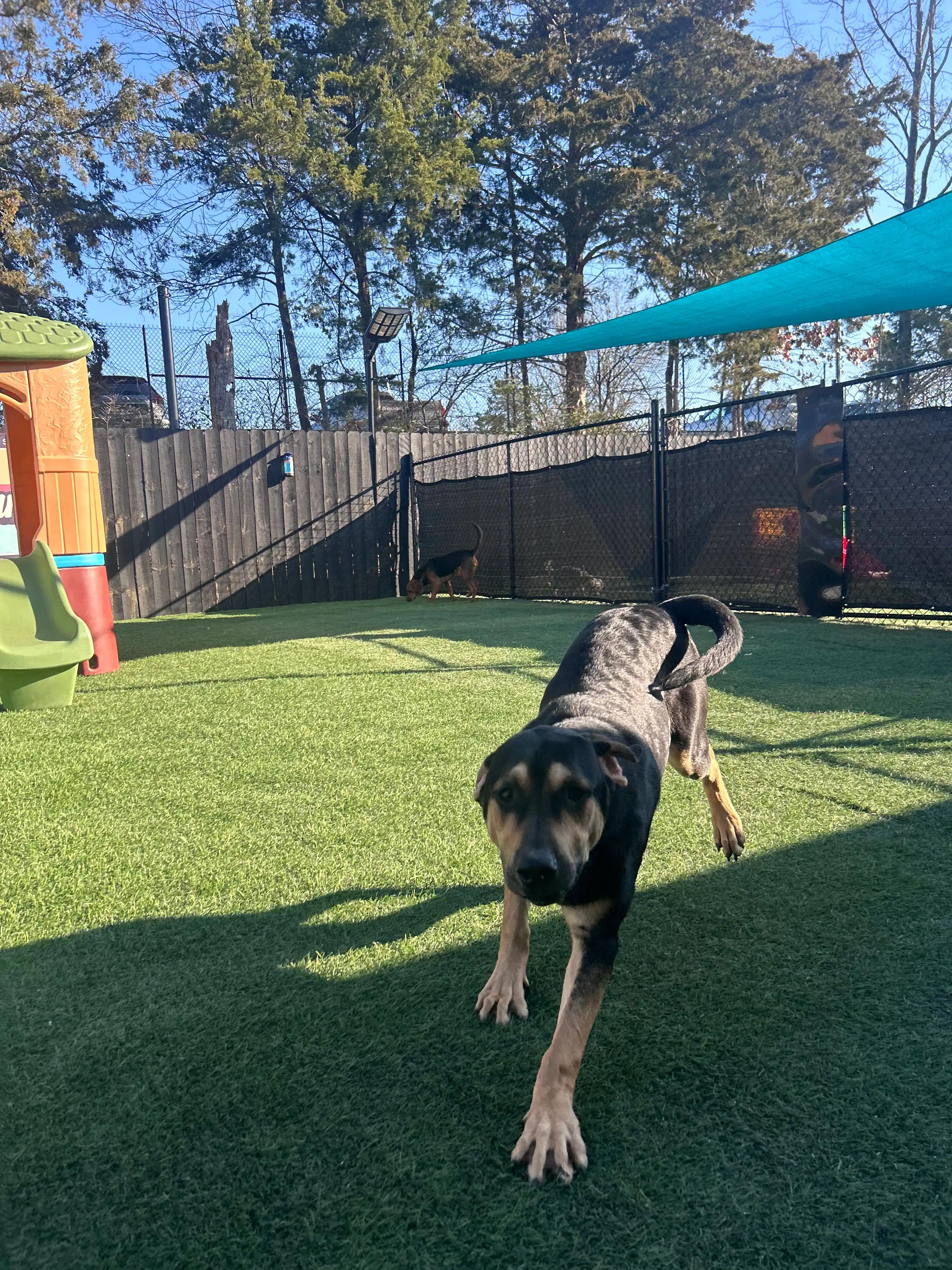 Enlarge Tank formerly Mizzou (Momma Auburn pup), an adoptable mixed breed in Mount Juliet, TN image 3/6